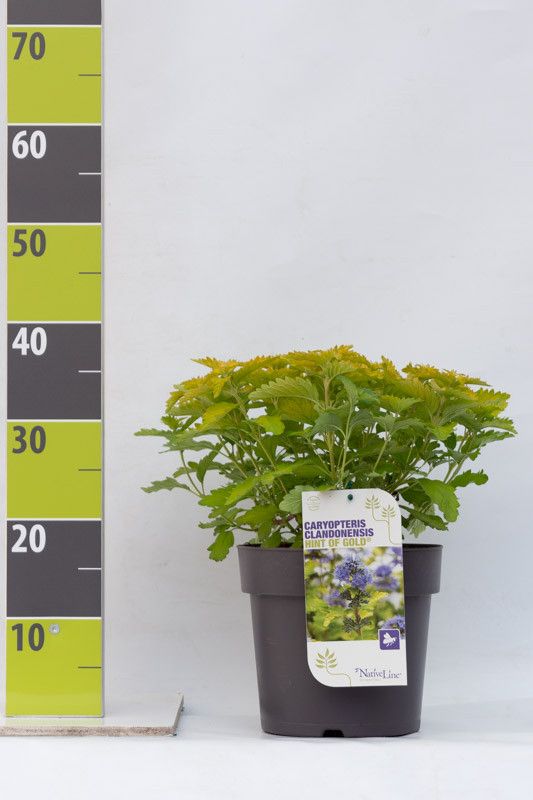 Caryopteris clandonensis Hint of Gold ('Lisaura') r