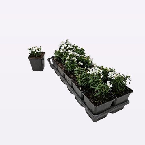 Iberis sempervirens 12 tray