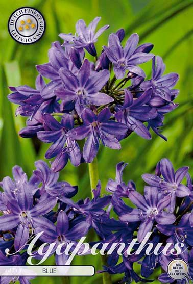 Bloembol Agapanthus Blue (x1)