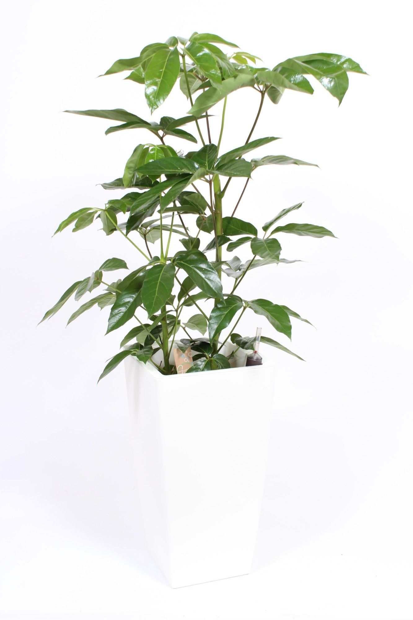 Schefflera Amate in Piza pot "wit"
