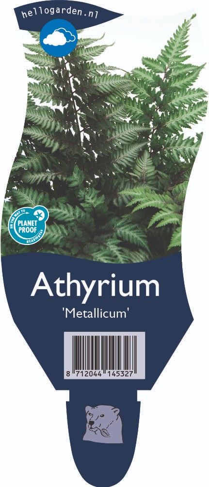 Athyrium niponicum 'Metallicum'