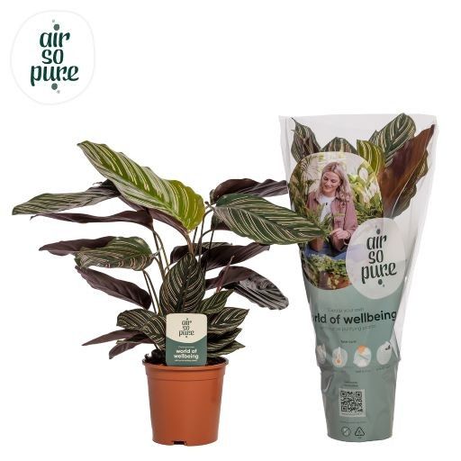 Calathea "Ornata" Sanderiana Air so Pure