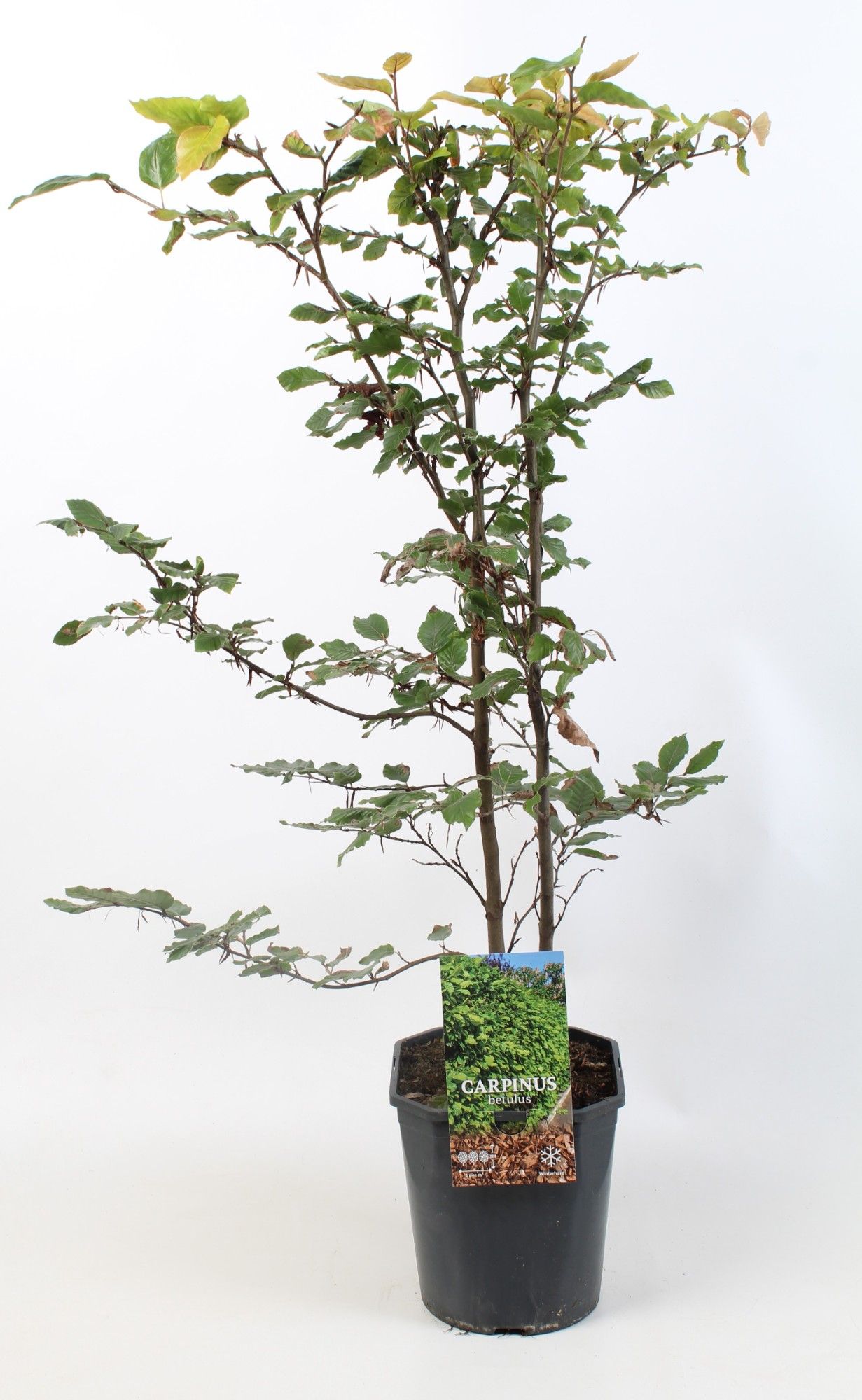 Carpinus betulus