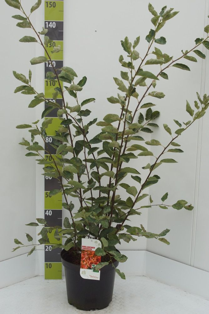 Amelanchier lamarkii