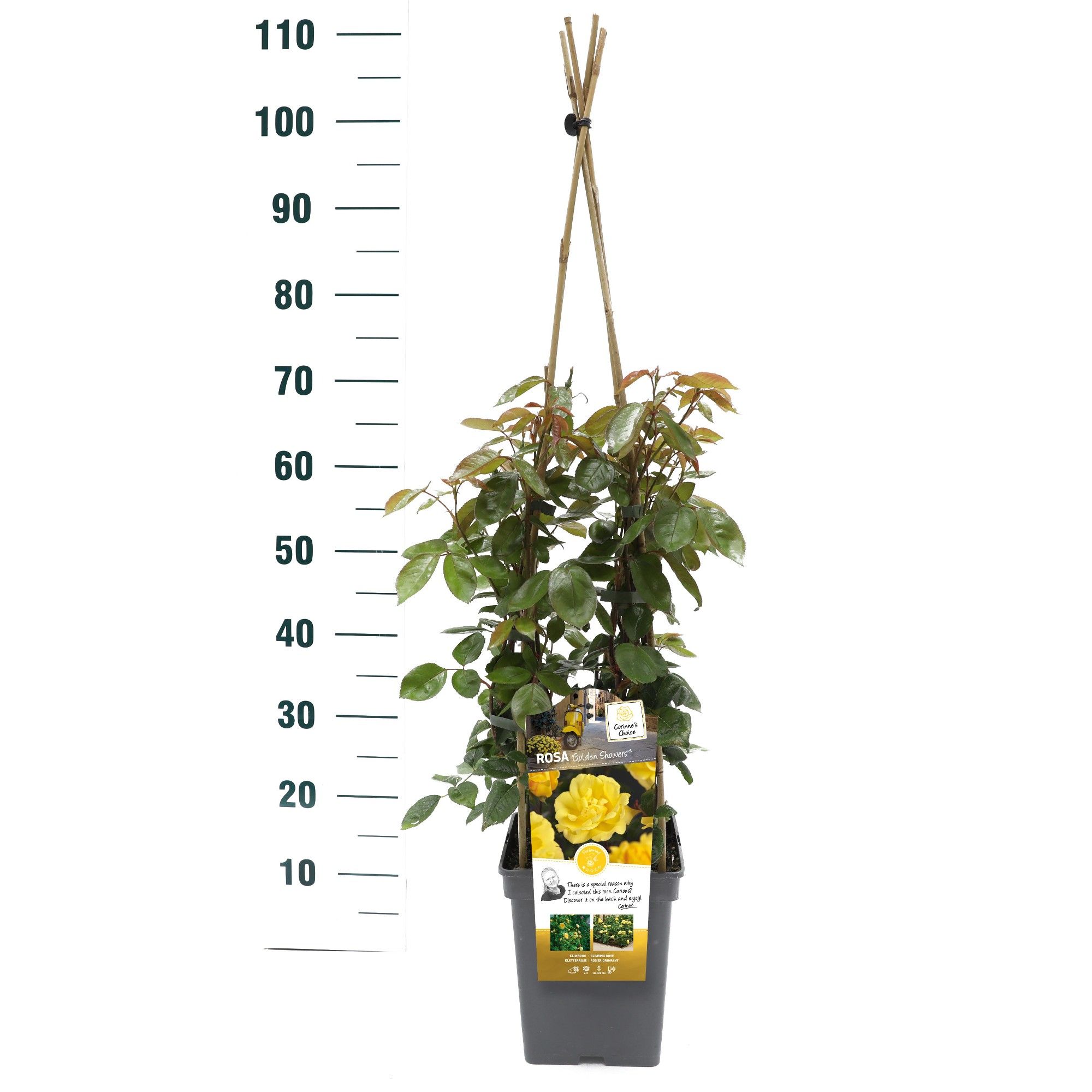 Rosa 'Golden Showers' - Klim - VP5 - Exclusive Collection