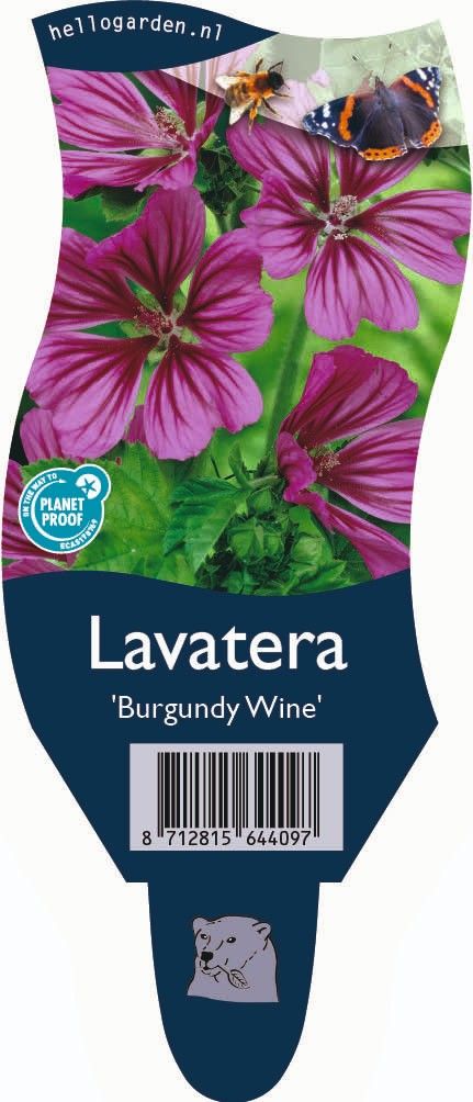 Lavatera 'Burgundy Wine'