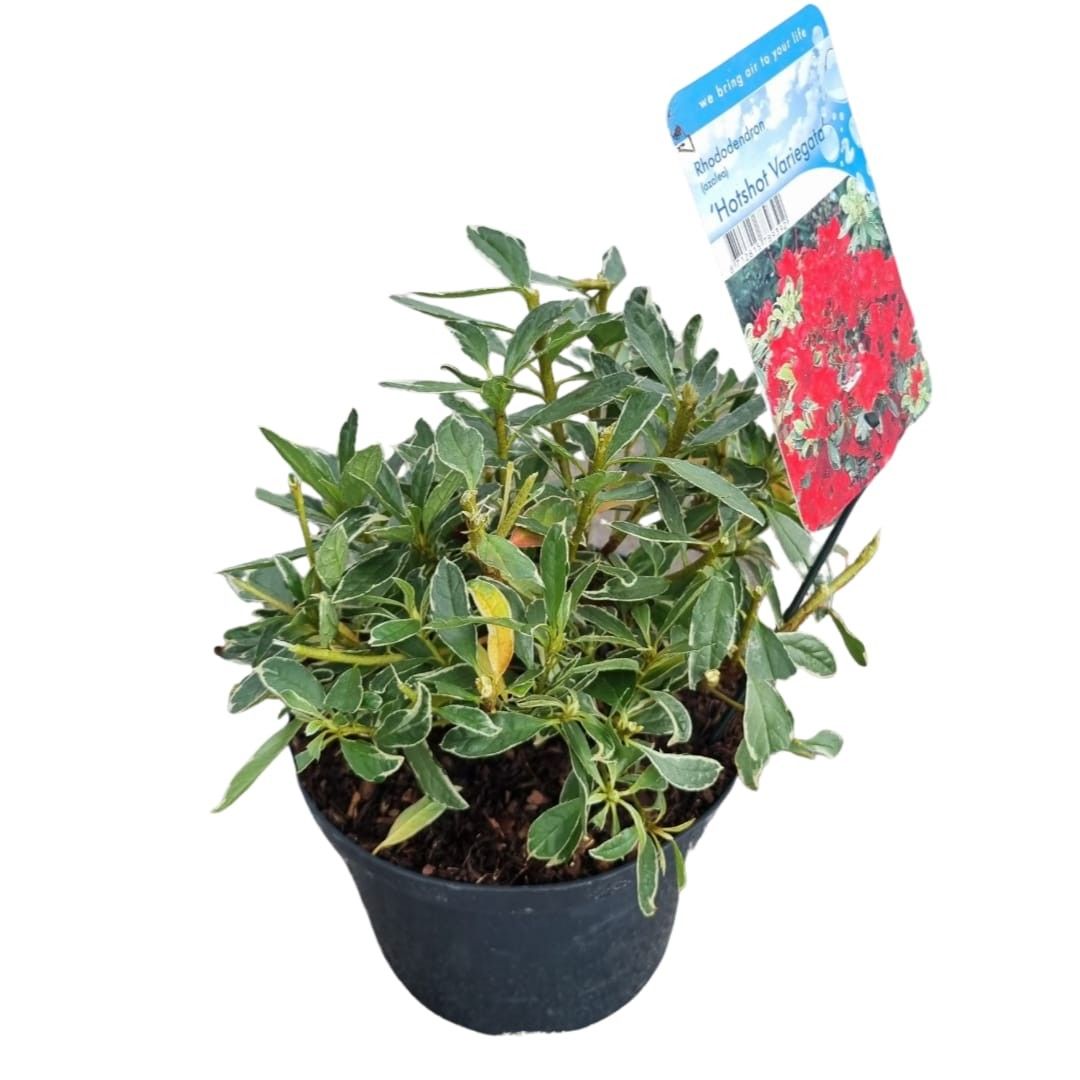 Rhododendron Jap. Hotshot Variegata | Gardenline
