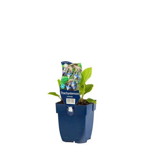 Trachystemon orientalis
