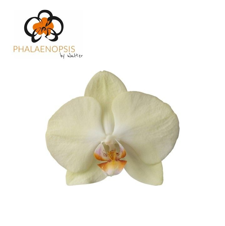 Phal Rising Sun