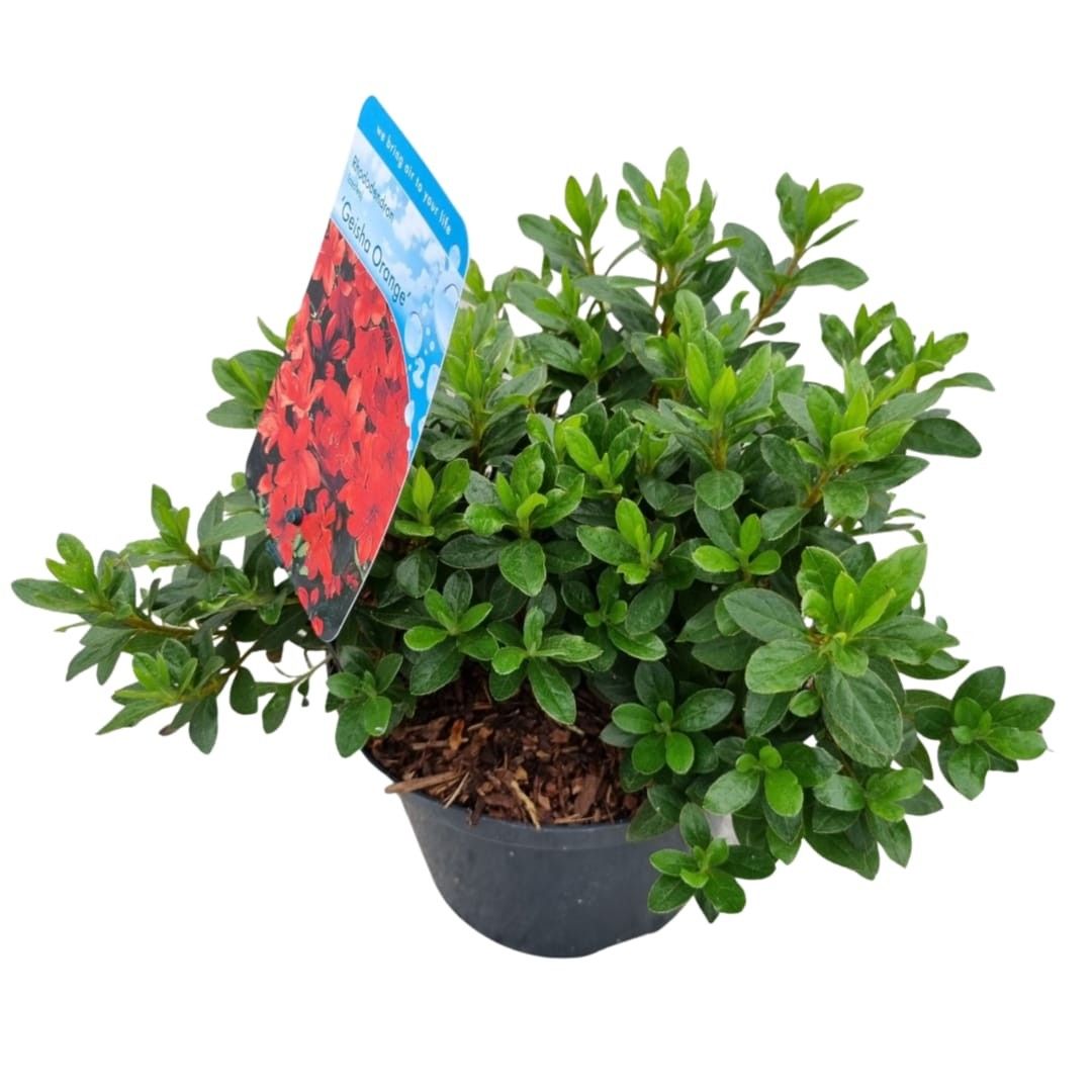 stechpalme beeren biOrb Stechpalme mit Beeren Kugel. Edle Kunstpflanzen Aquarien Deko