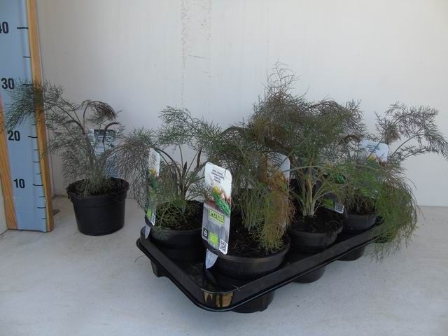 Foeniculum vulgare 'Purpureum' bio roodbladige venkel
