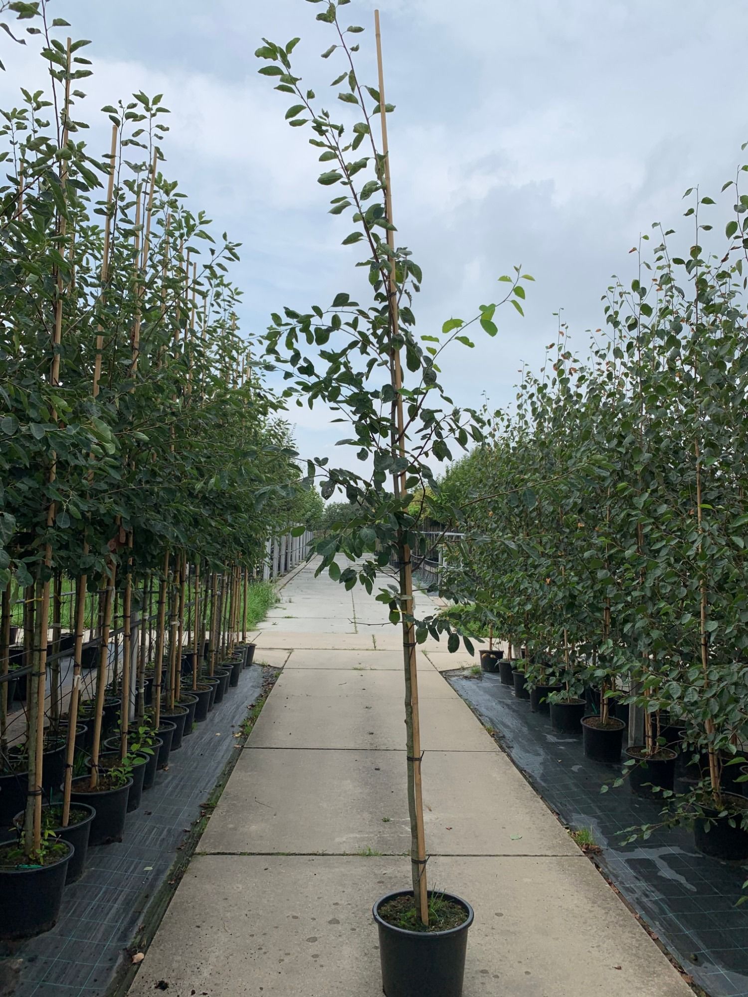Amelanchier lamarckii hoogstam
