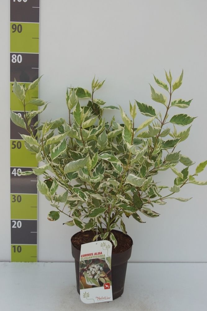Cornus alba 'Elegantissima'