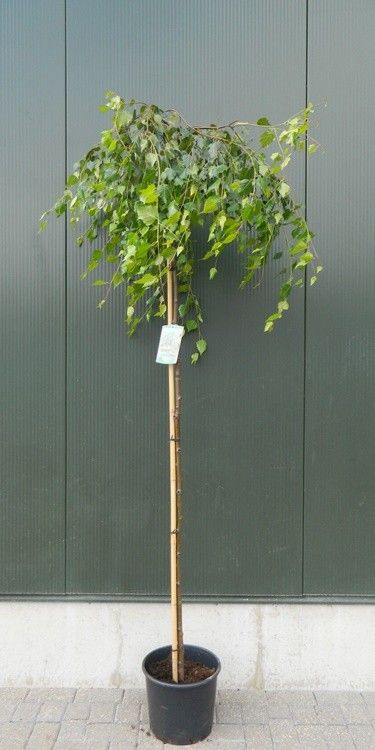 Betula pendula 'Youngii' stam