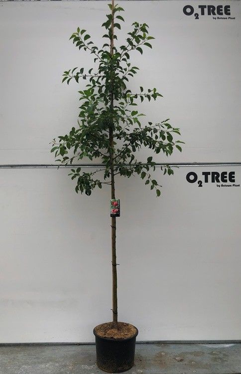 Malus 'Red Sentinel' hoogstam