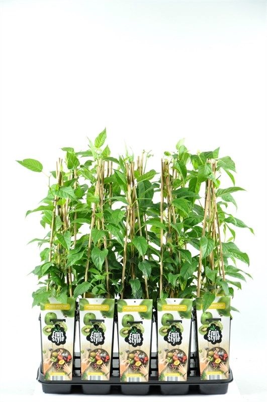 Actinidia arguta 'Issai'