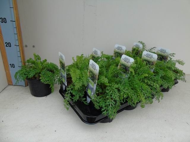 Achillea millefolium