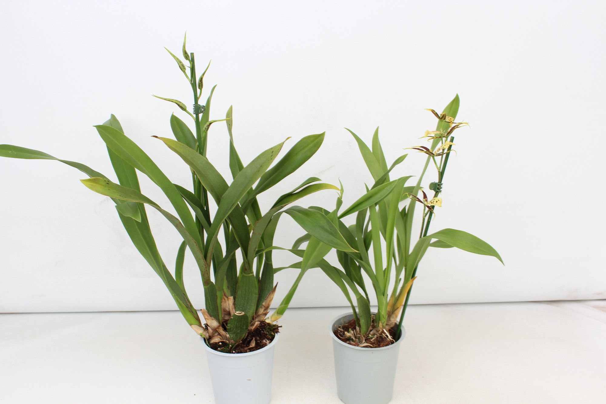 Brassia A2