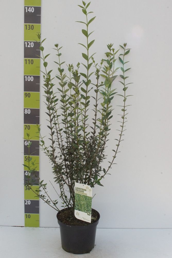 Ligustrum vulgare 'Atrovirens'