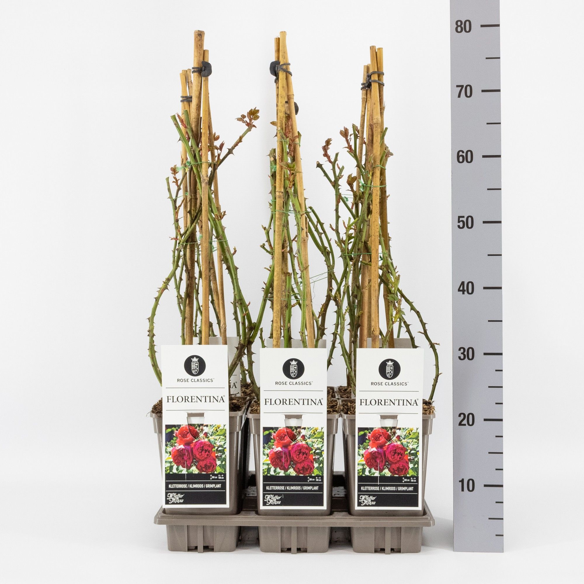 Rosa (K) Florentina ®, , 3 stok