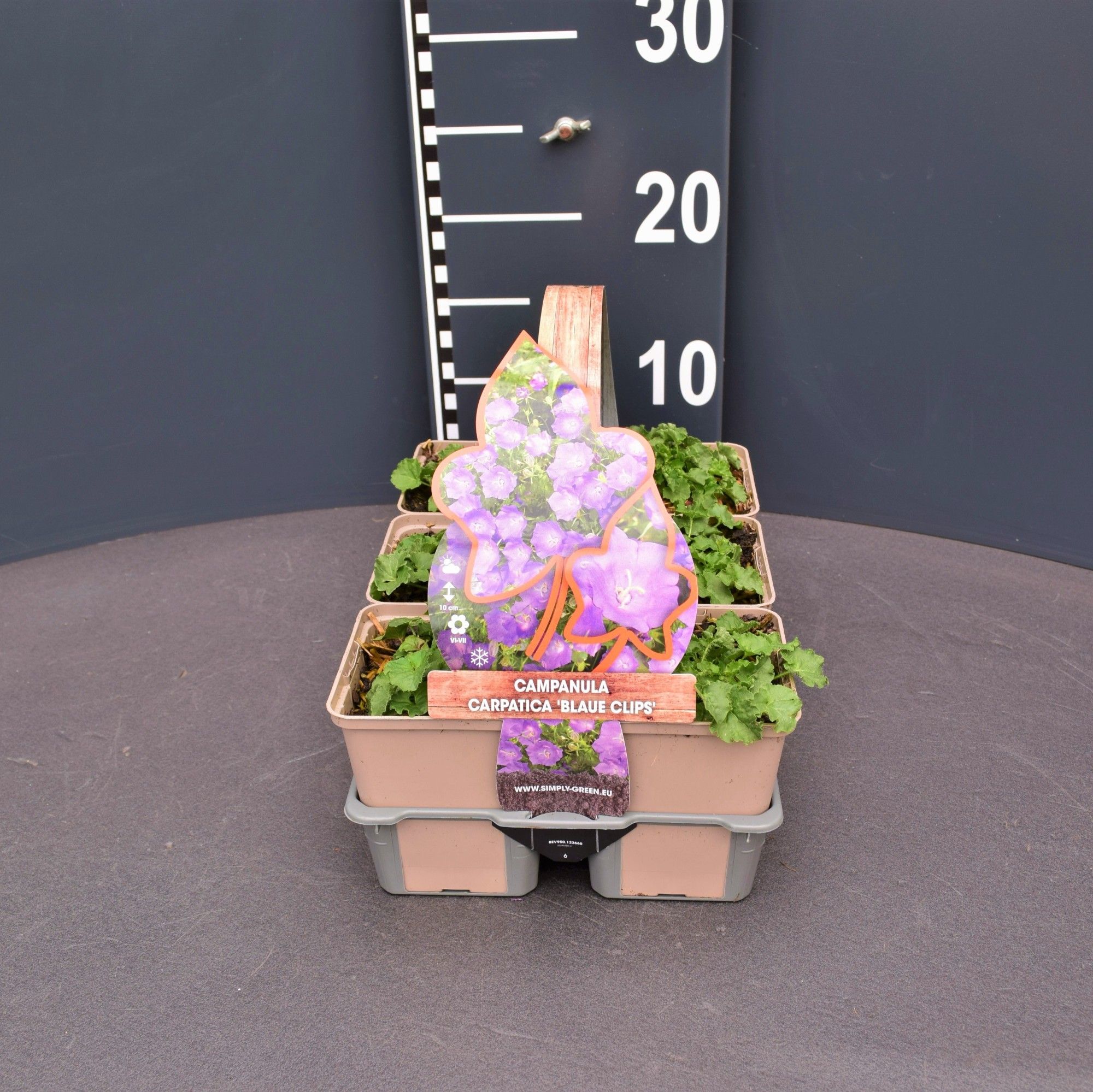 Campanula carpatica 'Blaue Clips' 6 pack