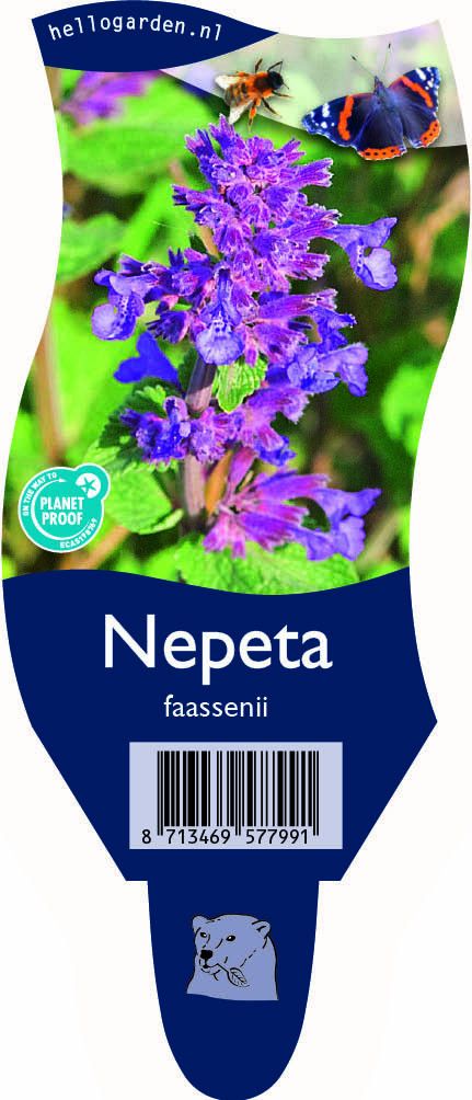 Nepeta faassenii