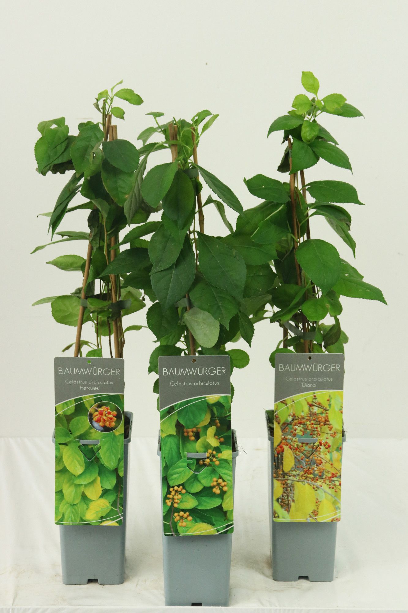 Celastrus orbiculatus in varieties