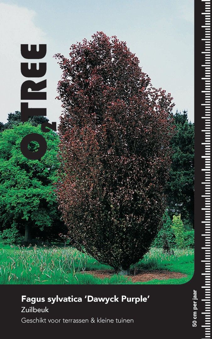 Fagus syl. 'Dawyck Purple' beveerd