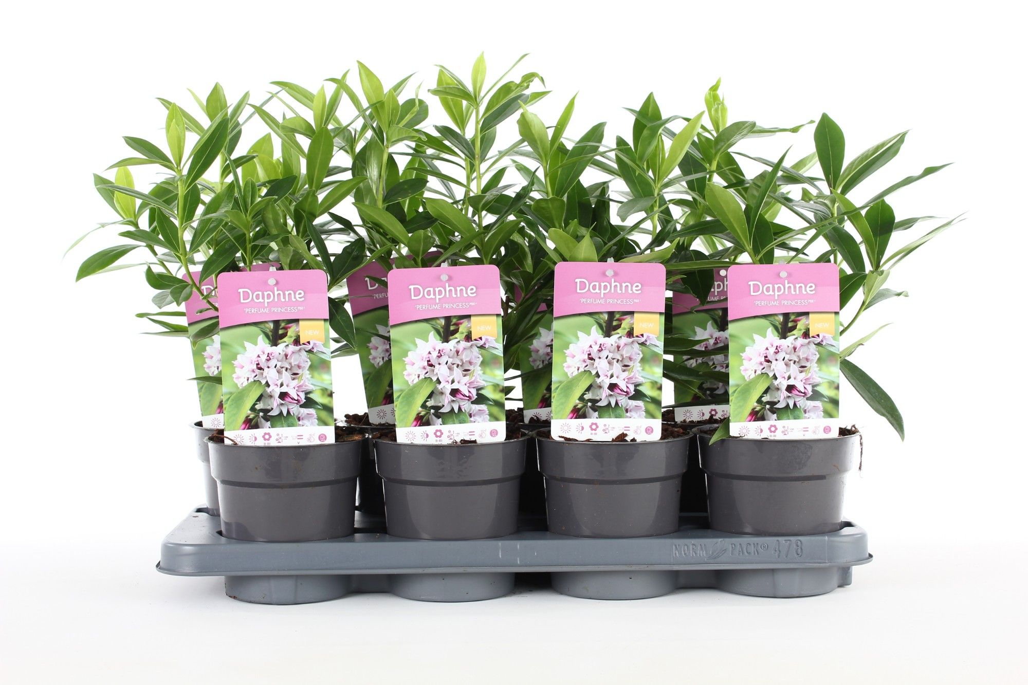 Daphne Perfume Princess ('Dapjur01')