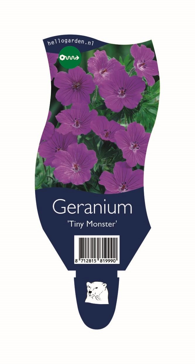 Geranium 'Tiny Monster'
