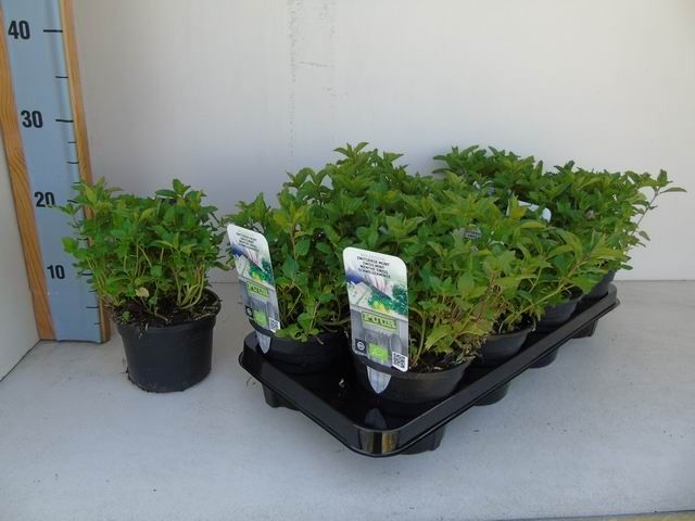 Mentha piperita 'Swiss' bio munt zwitserse