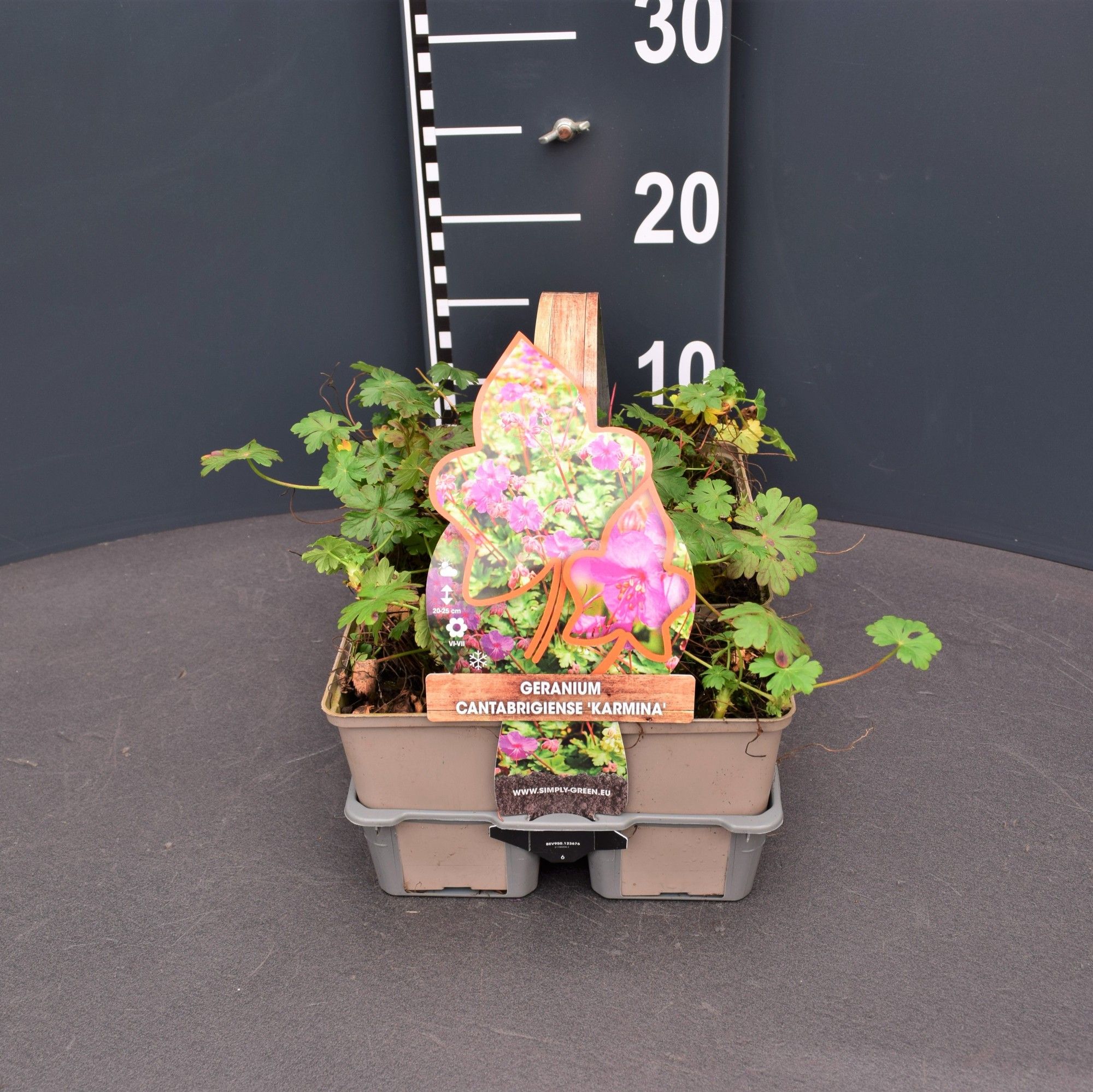 Geranium cantabrigiense 'Karmina' 6 pack