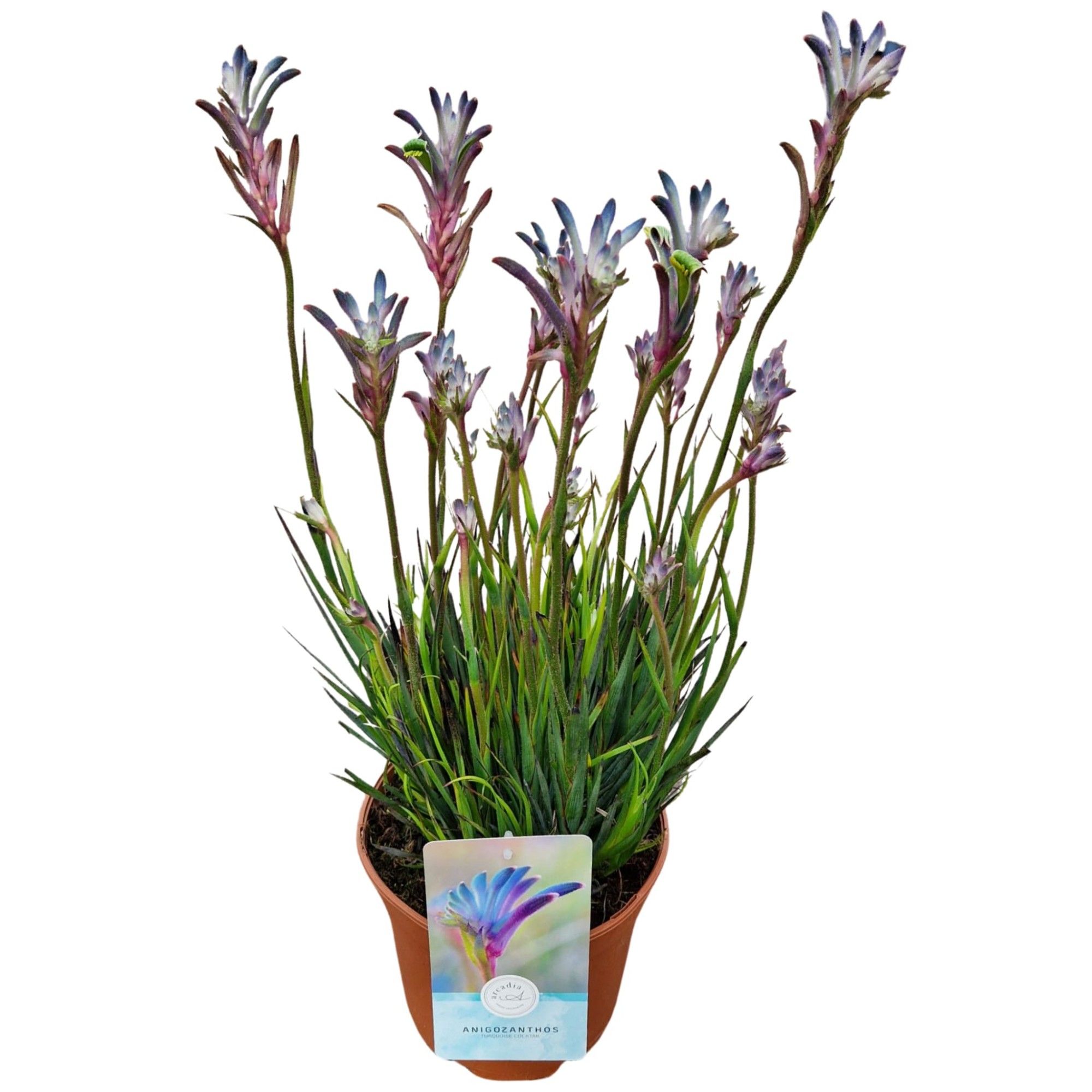 Anigozanthos 'Turquoise Cocktail'