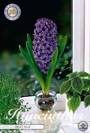 Bloembol Glas Hyacinthus Delft Blue (x3) 18/19