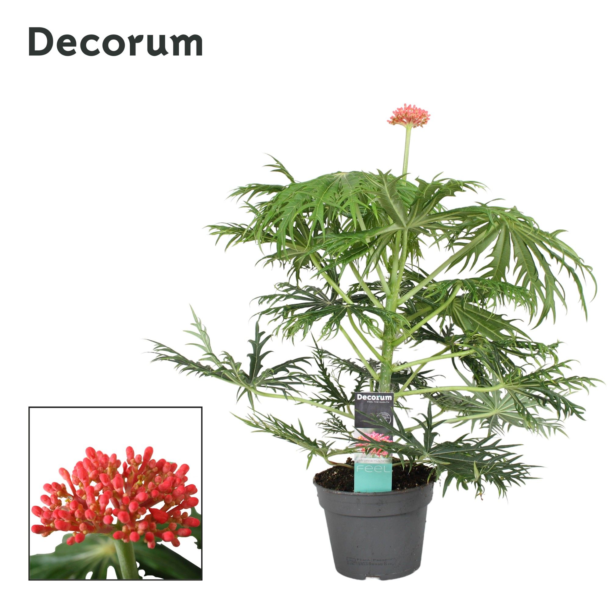 Jatropha multifida | Hamiplant