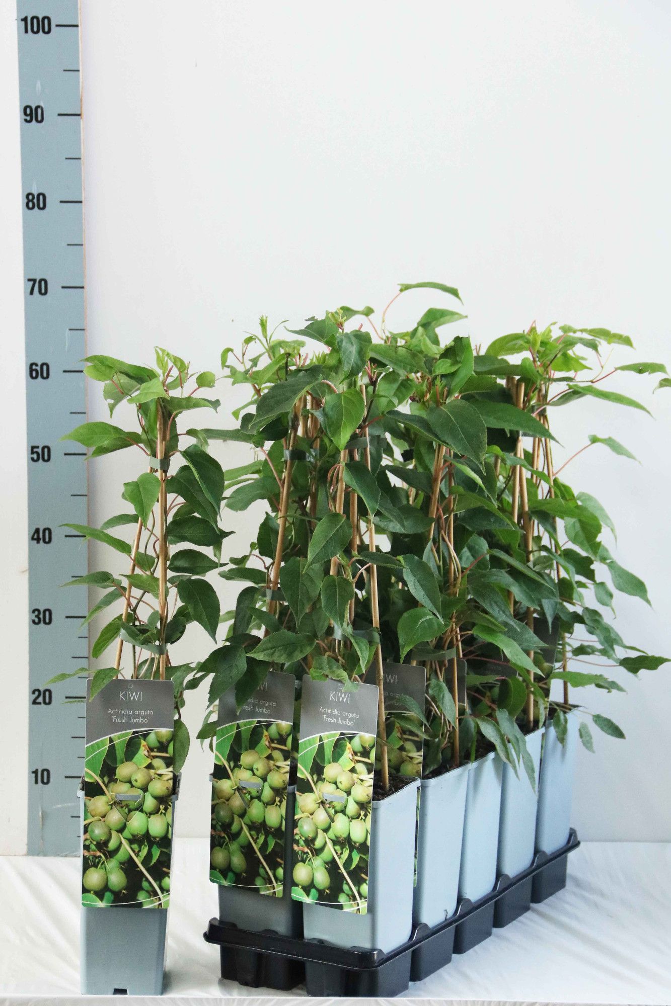 Actinidia arguta 'Fresh Jumbo'