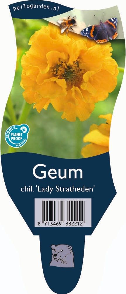 Geum chiloense 'Lady Stratheden'