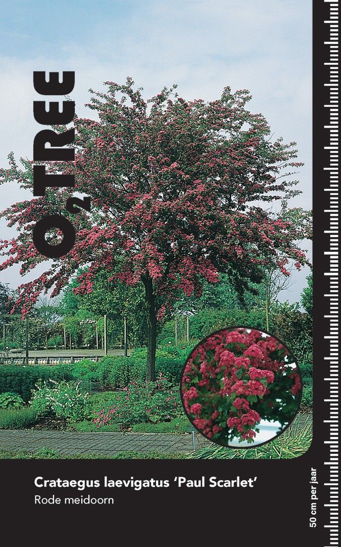 Crataegus laev. 'Paul's Scarlet' HT 6/8