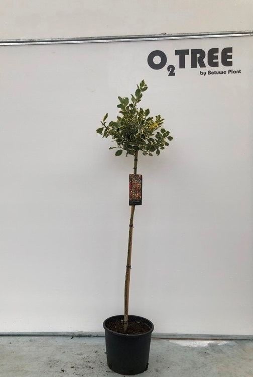 Ilex a. 'Argentea Marginata' stam