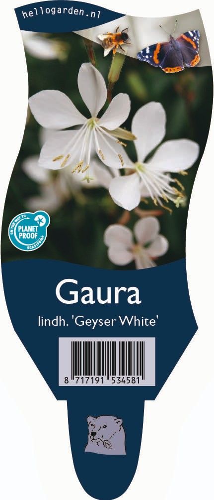 Gaura lindheimeri Geyser White ('Gaudwwhi')