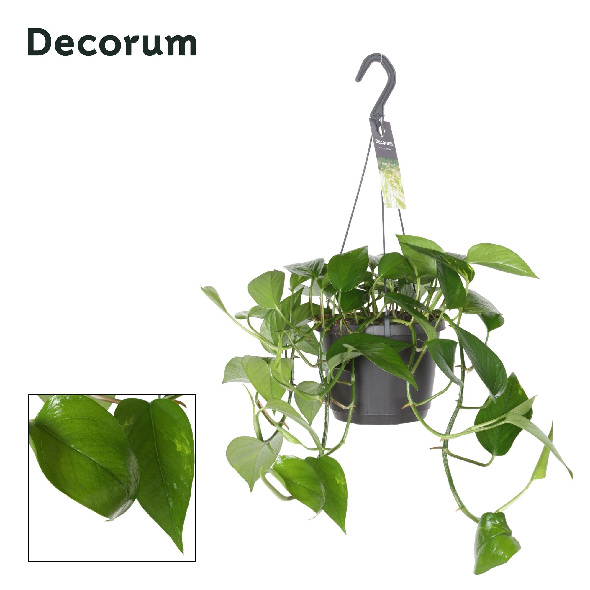 Epipremnum pinnatum hang