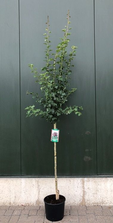 Crataegus l. 'Paul's Scarlet´ stam