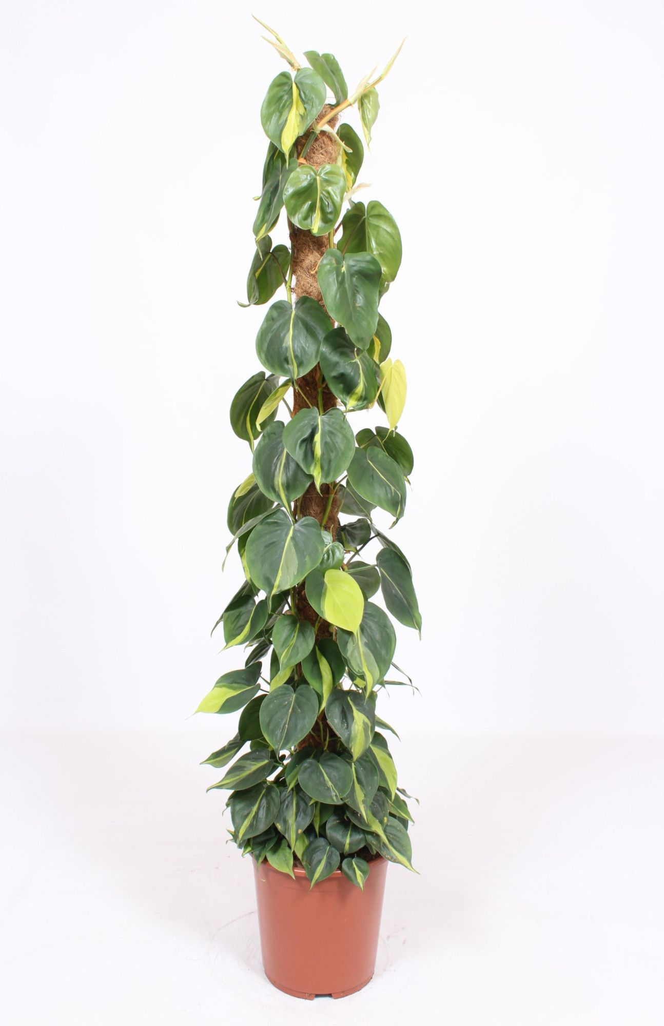 Philodendron scandens 'Brasil' Moss pole | OZ Planten