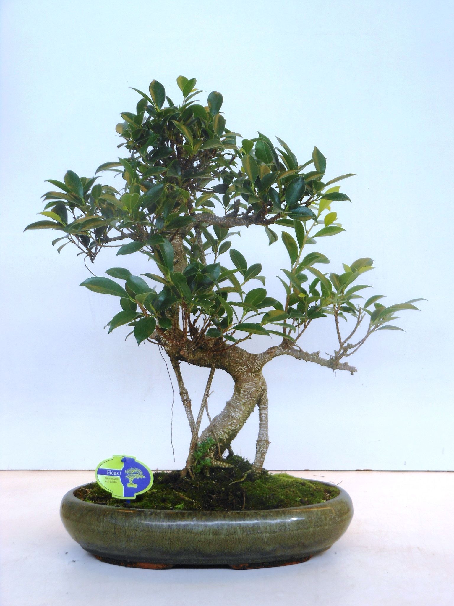 Bonsai Ficus Retusa Shape | Gardenline