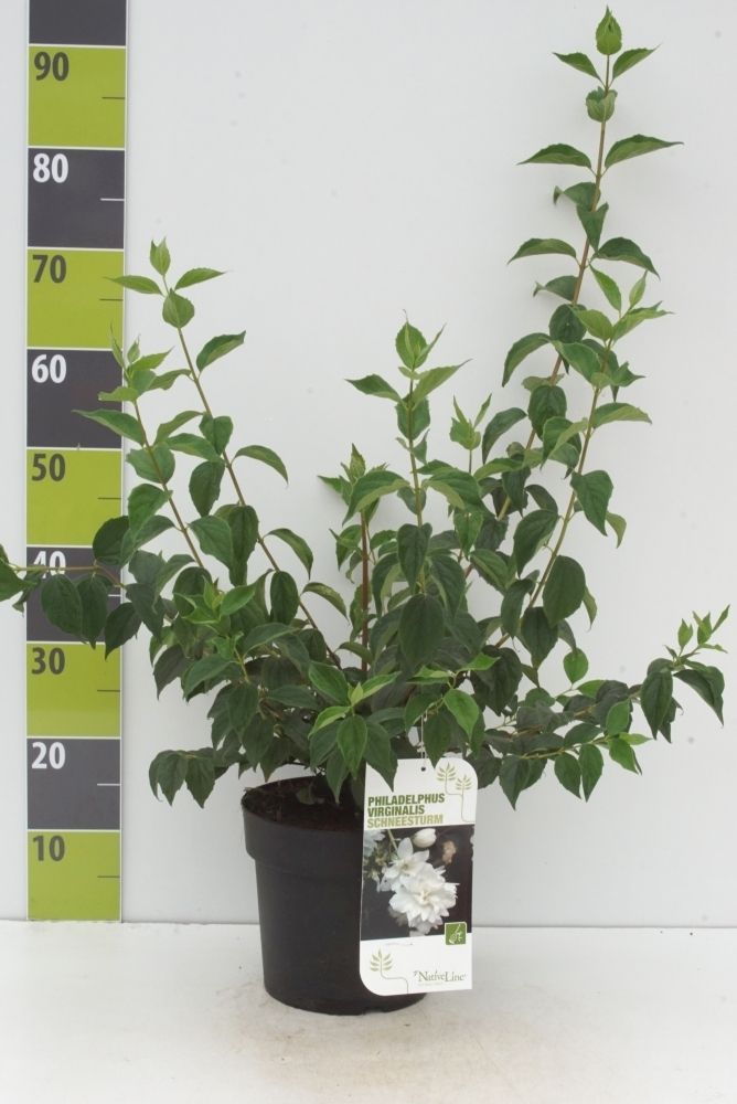 Philadelphus 'Schneesturm'