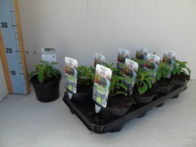 Stevia rebaudiana bio honingblad