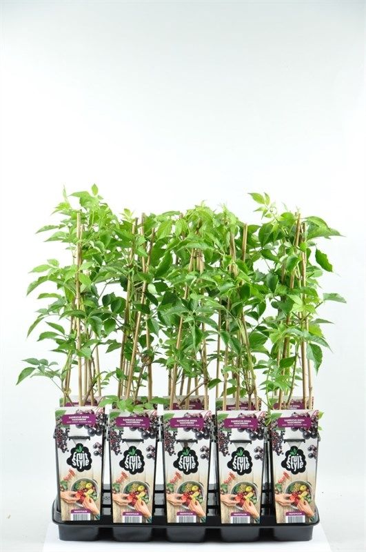 Sambucus nigra 'Haschberg'