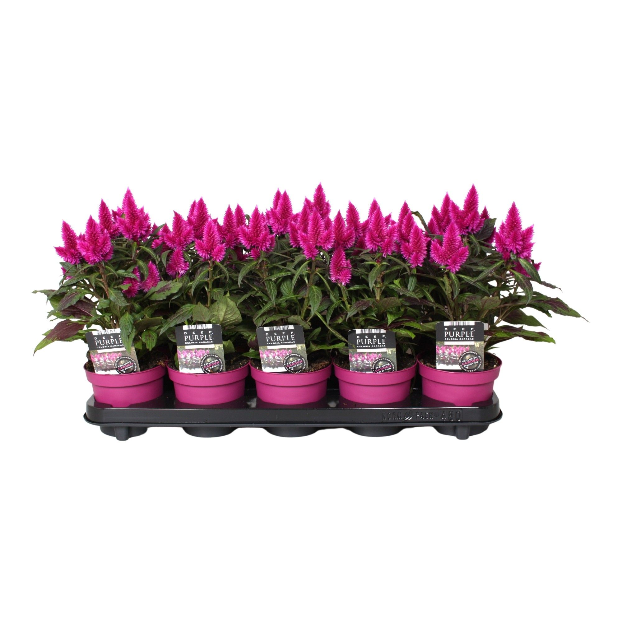 Celosia 'Deep Purple' Caracas with label