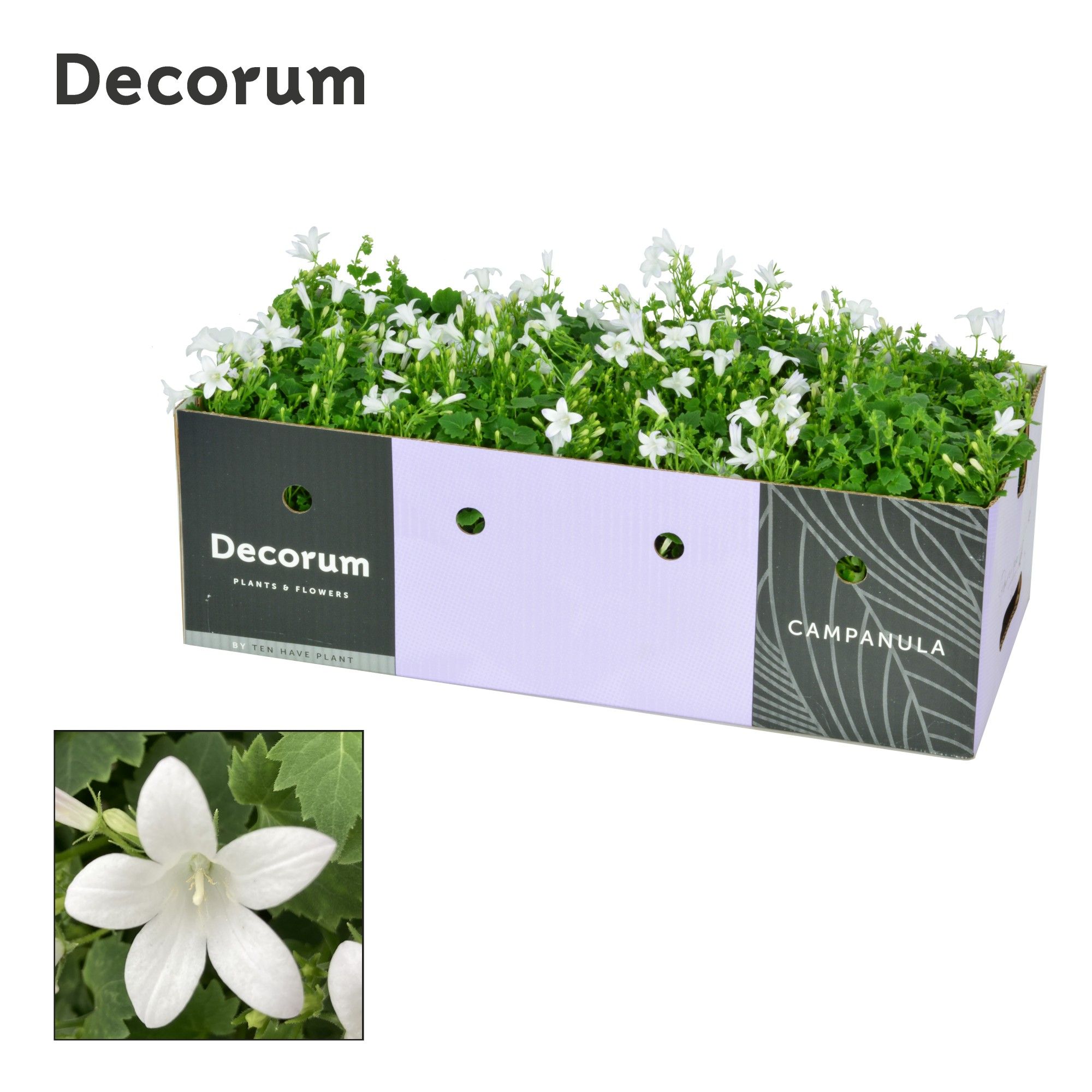 Campanula Porto White Decobox