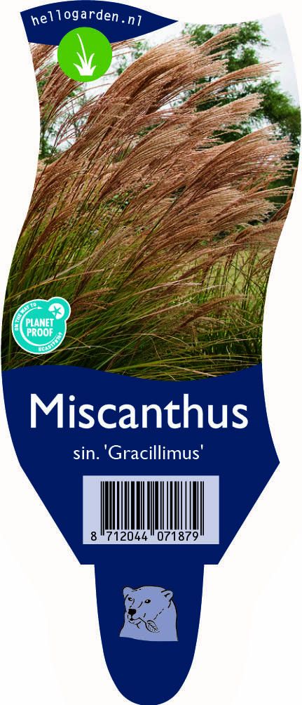 Miscanthus sinensis 'Gracillimus'